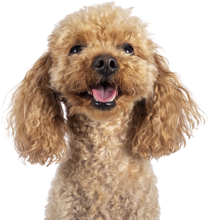 Toy miniature poodle dog on transparent background